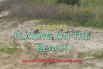 Bunnies On The Wildwood Beach