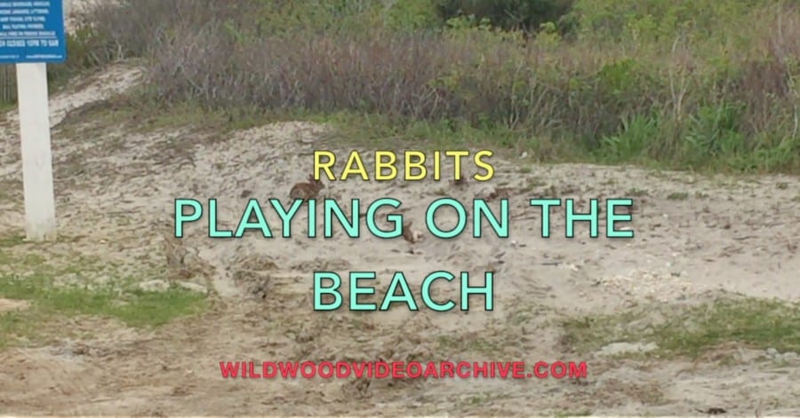 Bunnies On The Wildwood Beach