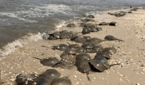 Jersey Shore Horseshoe Crabs