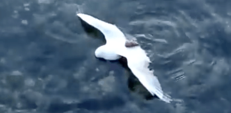 Octopus Catches A Seagull