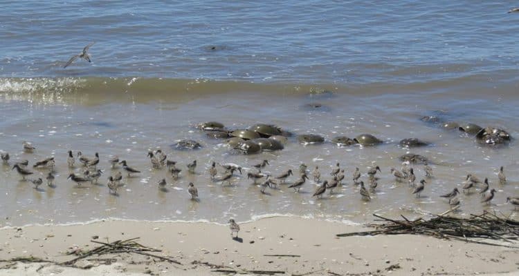 Delaware Bay Shorebird Stewards Needed