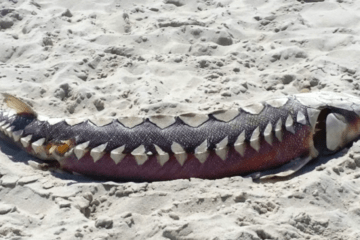 Prehistoric Fish Found On Jersey Beach