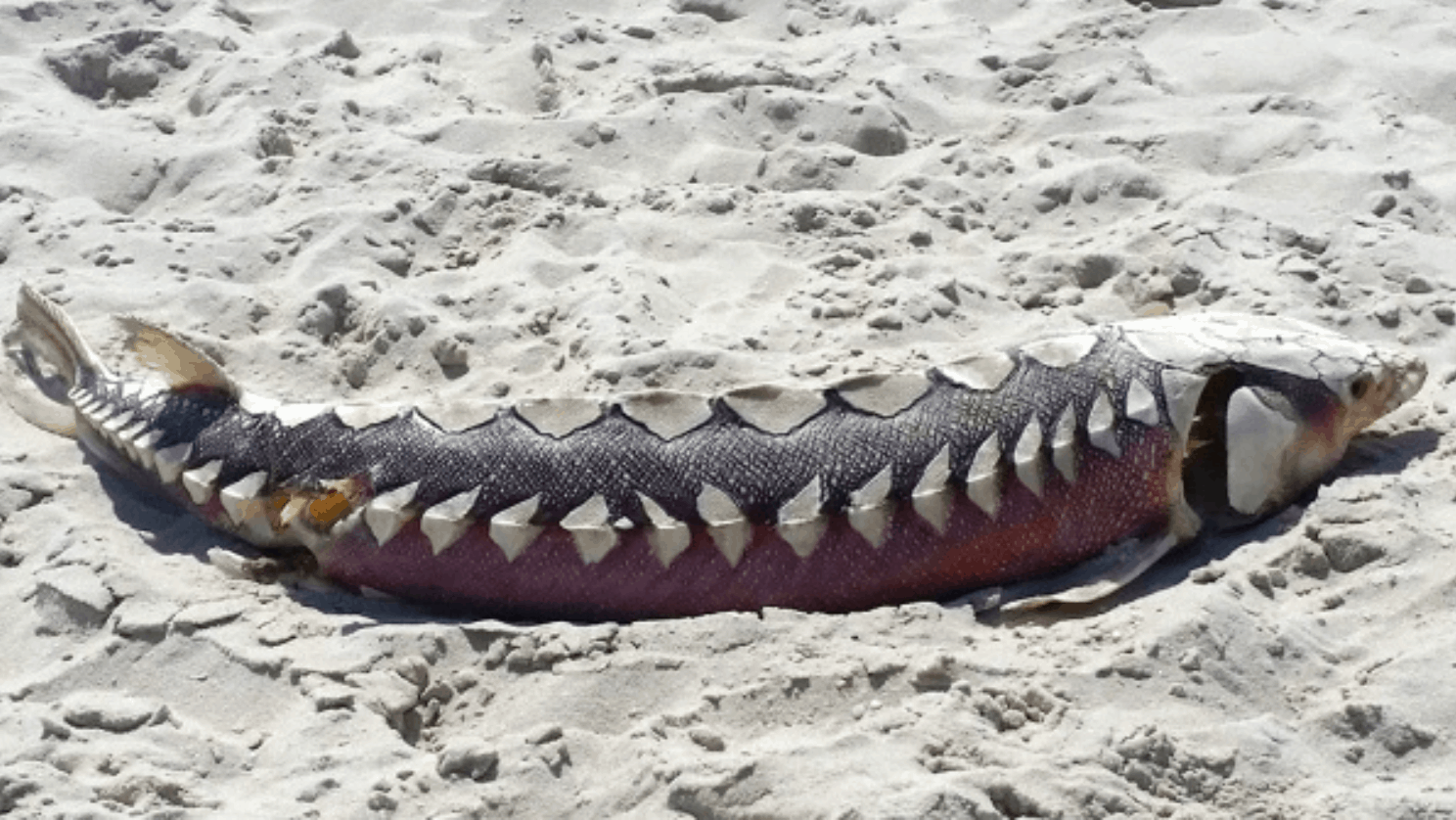 Prehistoric Fish Found On Jersey Beach