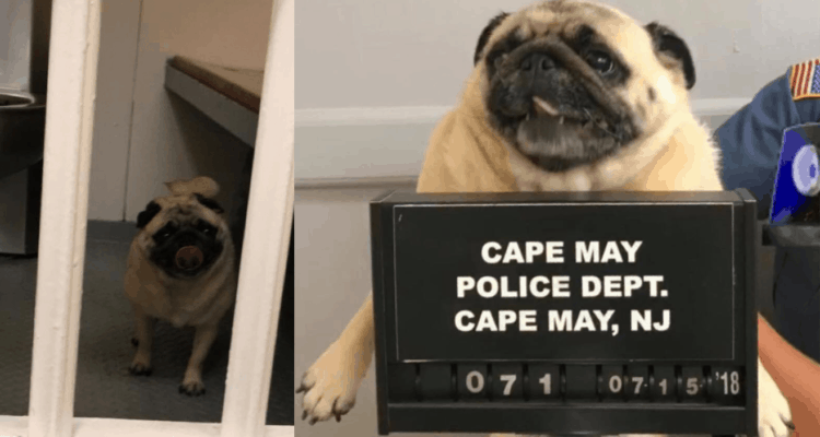 Cape May Dog Gets A MugShot