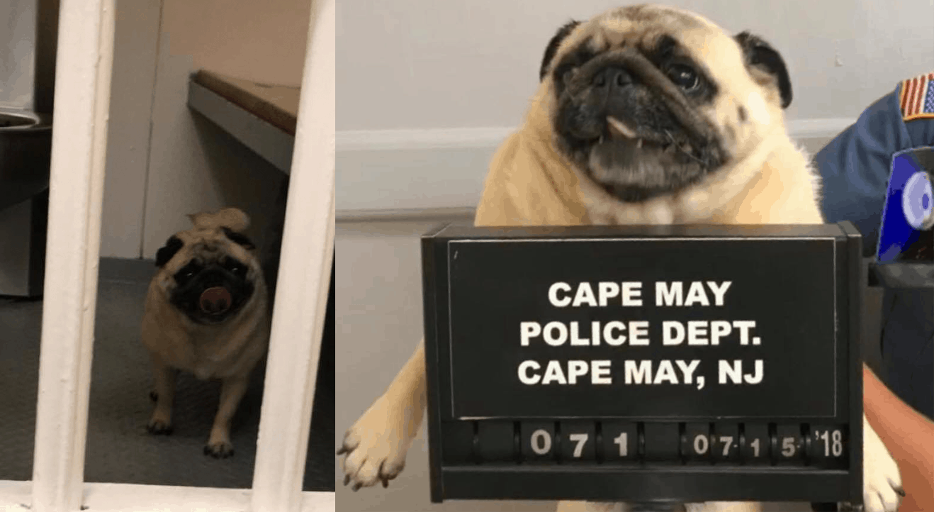 Cape May Dog Gets A MugShot