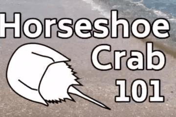 Horseshoe Crabs 101