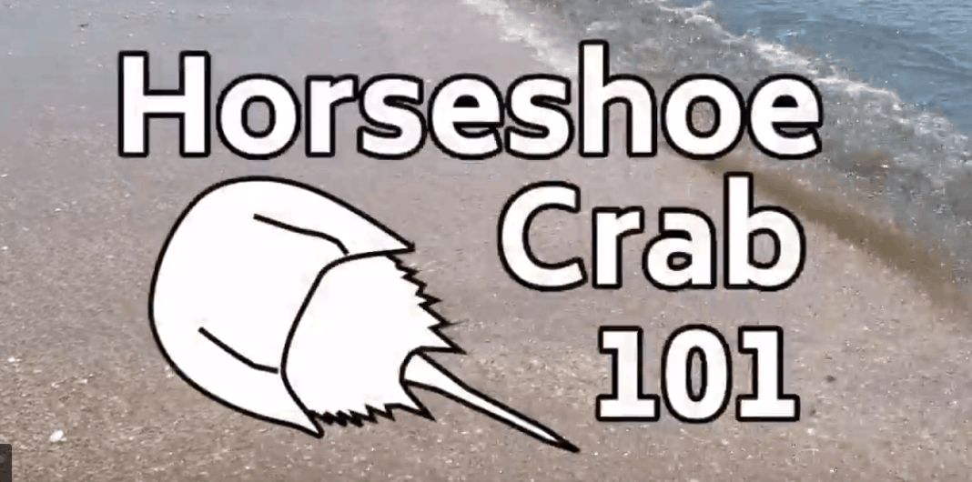 Horseshoe Crabs 101
