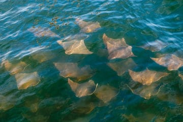 Jersey Shore Cownose Rays