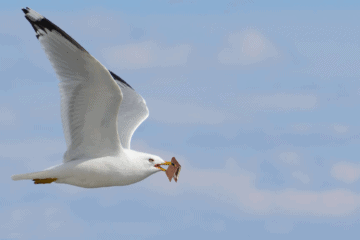 Seagull Steals Man’s Wallet