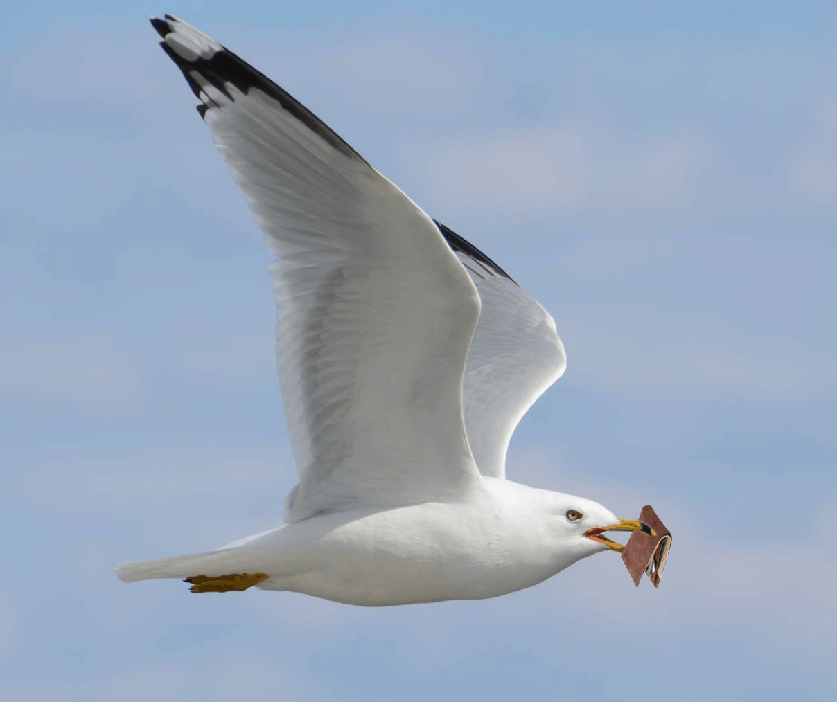 Seagull Steals Man’s Wallet