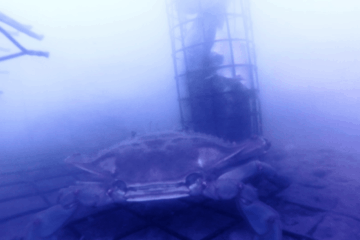 Crabbing With A GoPro