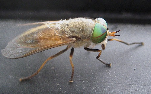 The Fickle New Jersey Greenhead Fly