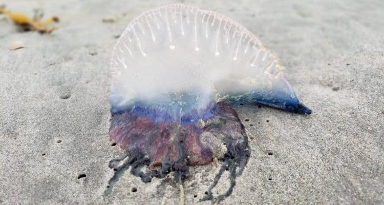 Portuguese Man O' Wars Are Washing Up In New Jersey