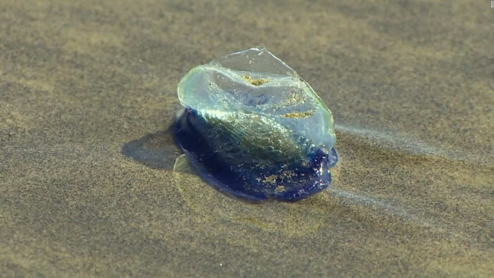 Strange Sea Creatures Wash Ashore In Wildwood