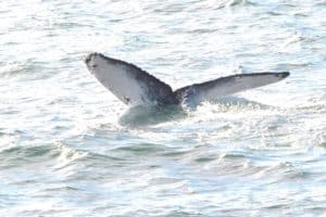 Humpback Whales Off The Coast Of New Jersey (Video)