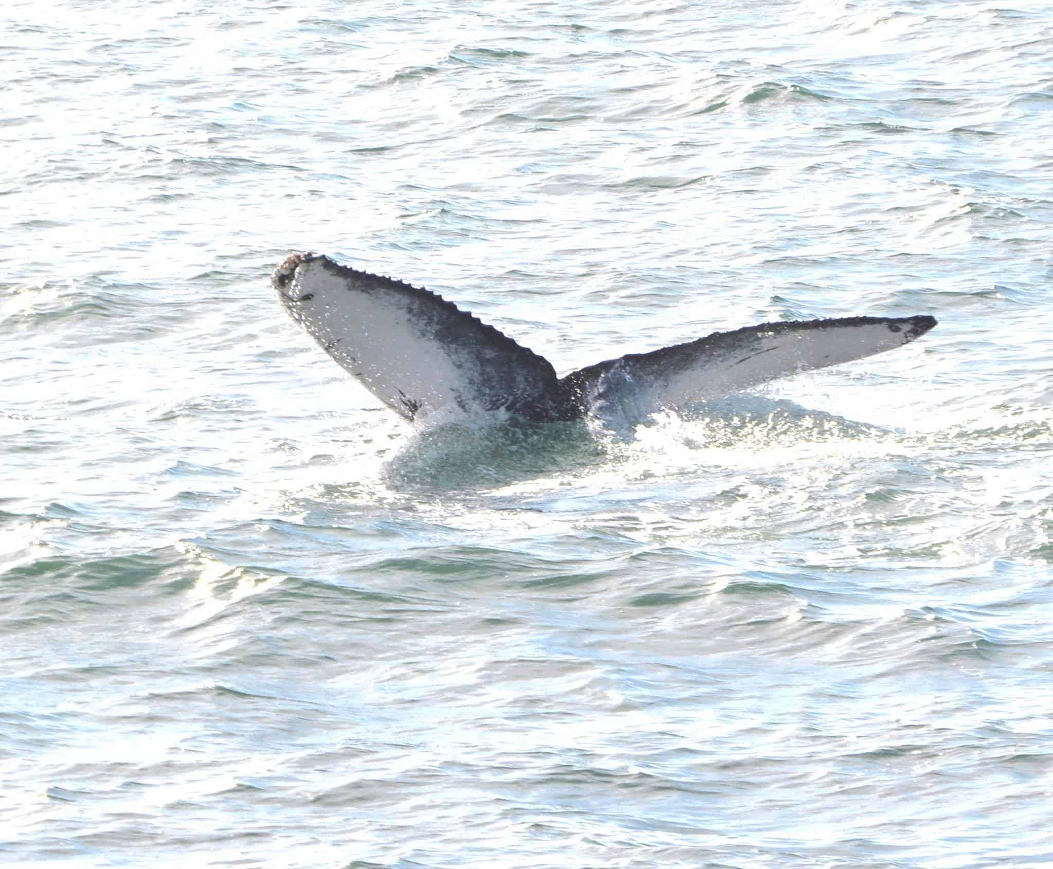 Humpback Whales Off The Coast Of New Jersey (Video)