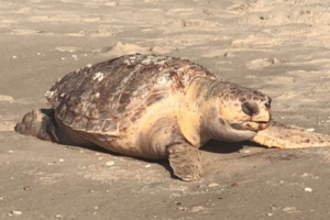 Large Leatherback Turtle Washes Up In Cape May