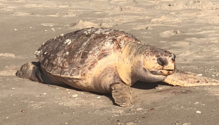 Large Leatherback Turtle Washes Up In Cape May
