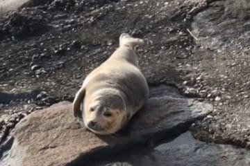 North Wildwood Injured Seal Rescued