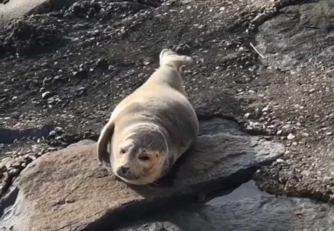 North Wildwood Injured Seal Rescued