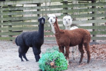 Watch Cape May Zoo Animals Play With Recycled Christmas Trees