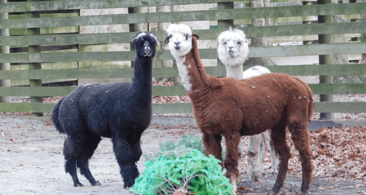 Watch Cape May Zoo Animals Play With Recycled Christmas Trees