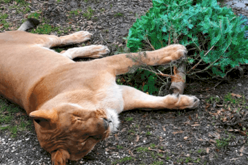 Donate Your Christmas Tree To A Lion