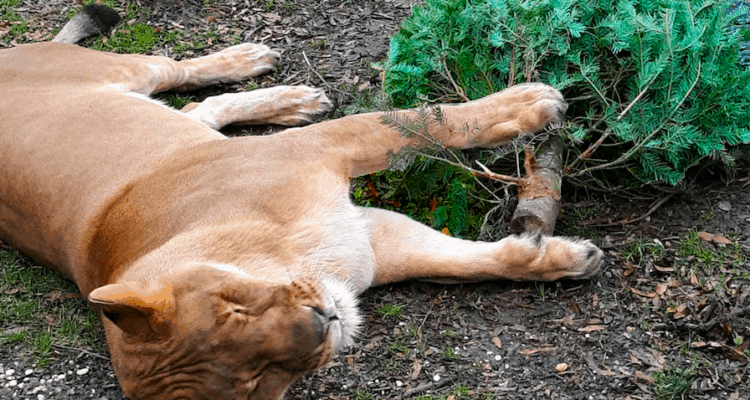 Donate Your Christmas Tree To A Lion