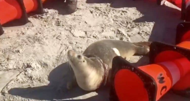 Beached Seal Saved