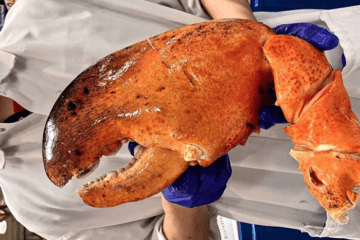 Did You See Costco's Massive 3-Pound Lobster Claws?
