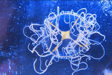 A Statement From N. Wildwood Regarding Clinging Jellyfish