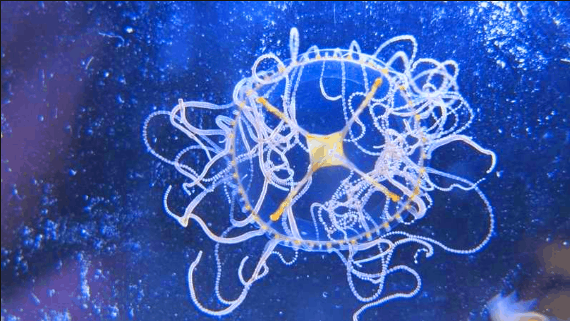 A Statement From N. Wildwood Regarding Clinging Jellyfish