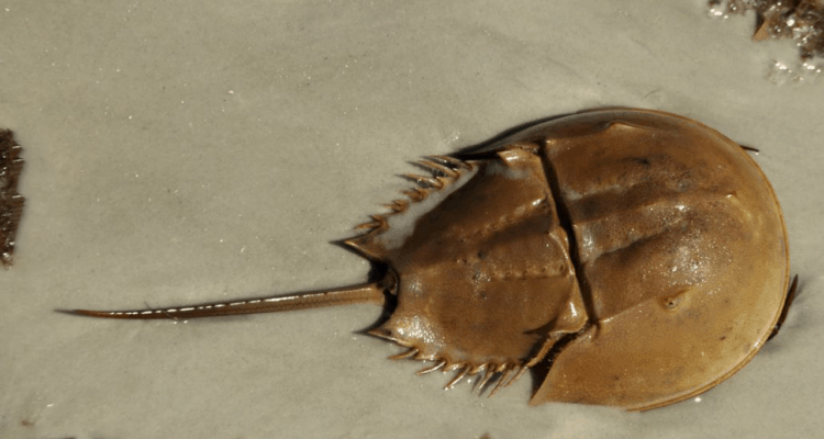 How To Pick Up A Horseshoe Crab