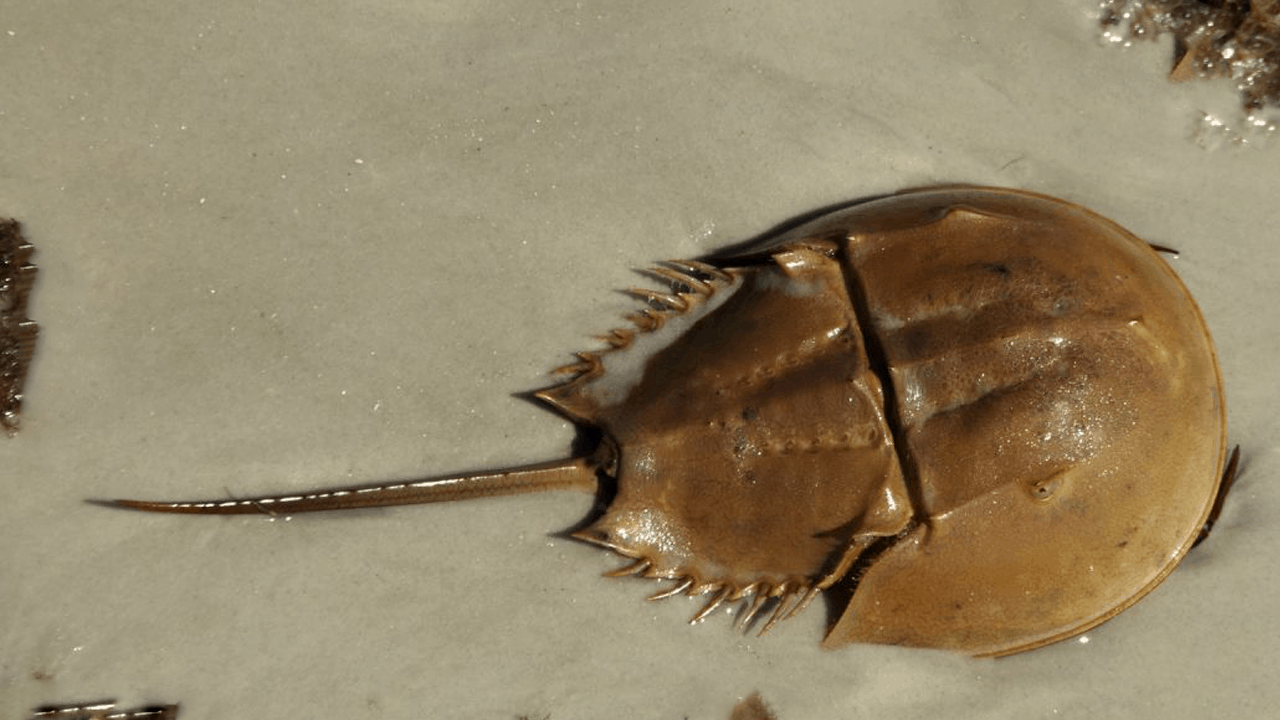 How To Pick Up A Horseshoe Crab
