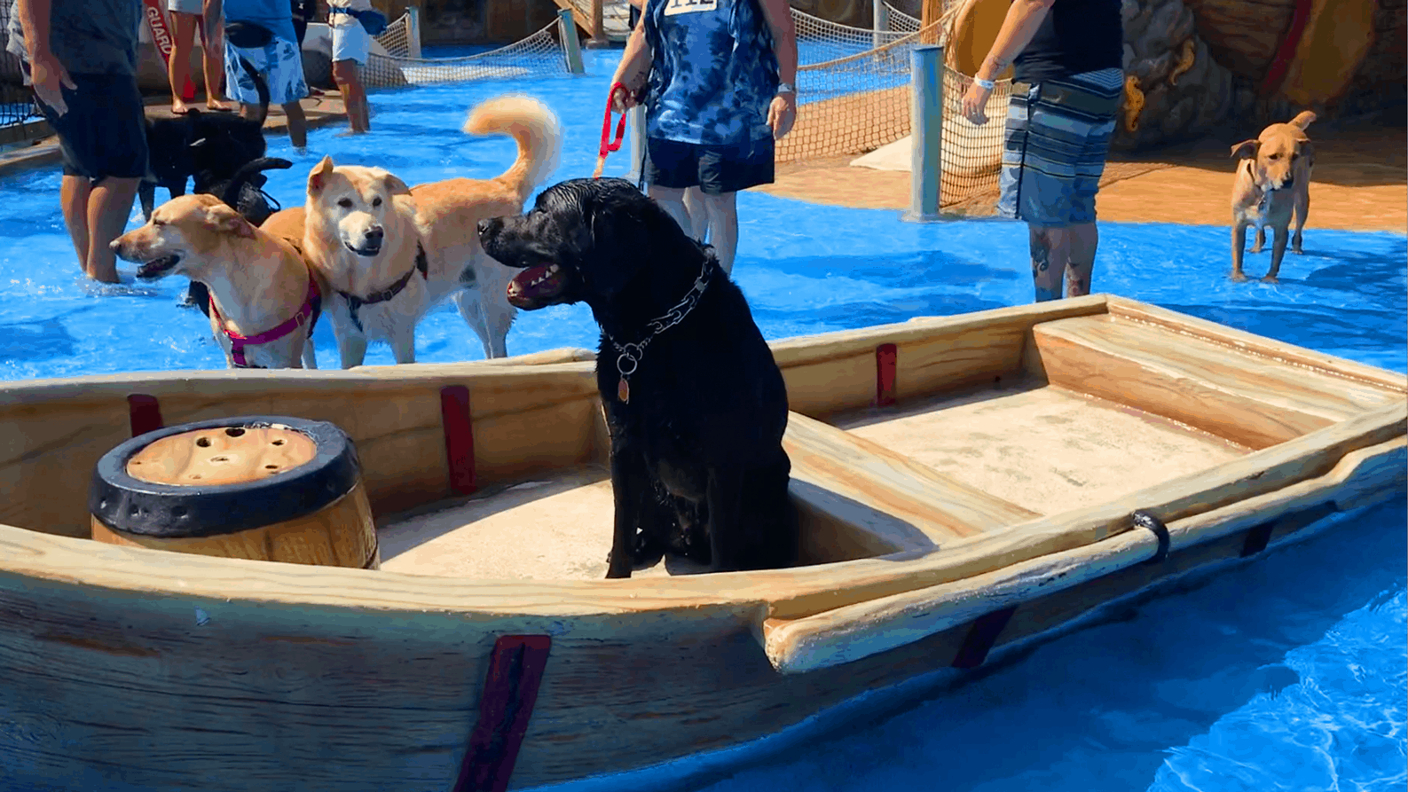 Dogs Take Over The Water Park!