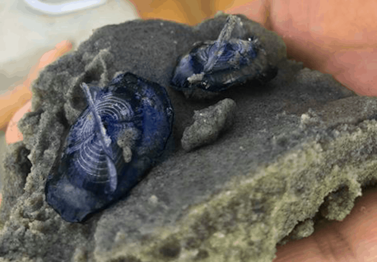 Velella Jellyfish Spotted In Wildwood Wildwood Video Archive