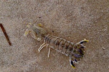 Mantis Shrimp Found On Cape May County Beach