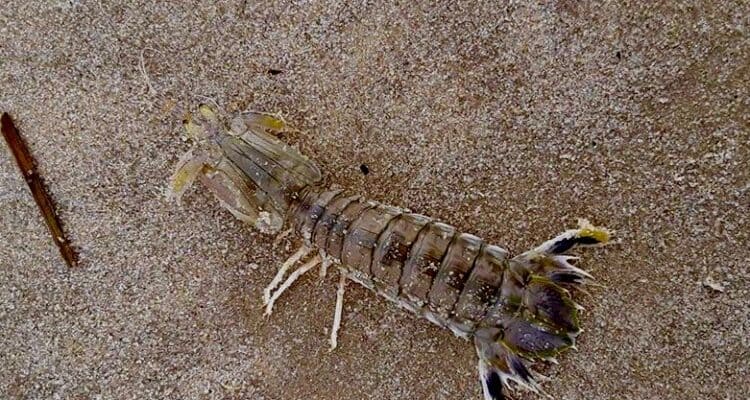 Mantis Shrimp Found On Cape May County Beach