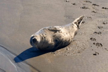 This Is Why We Are Seeing Many Seals On The NJ Beaches