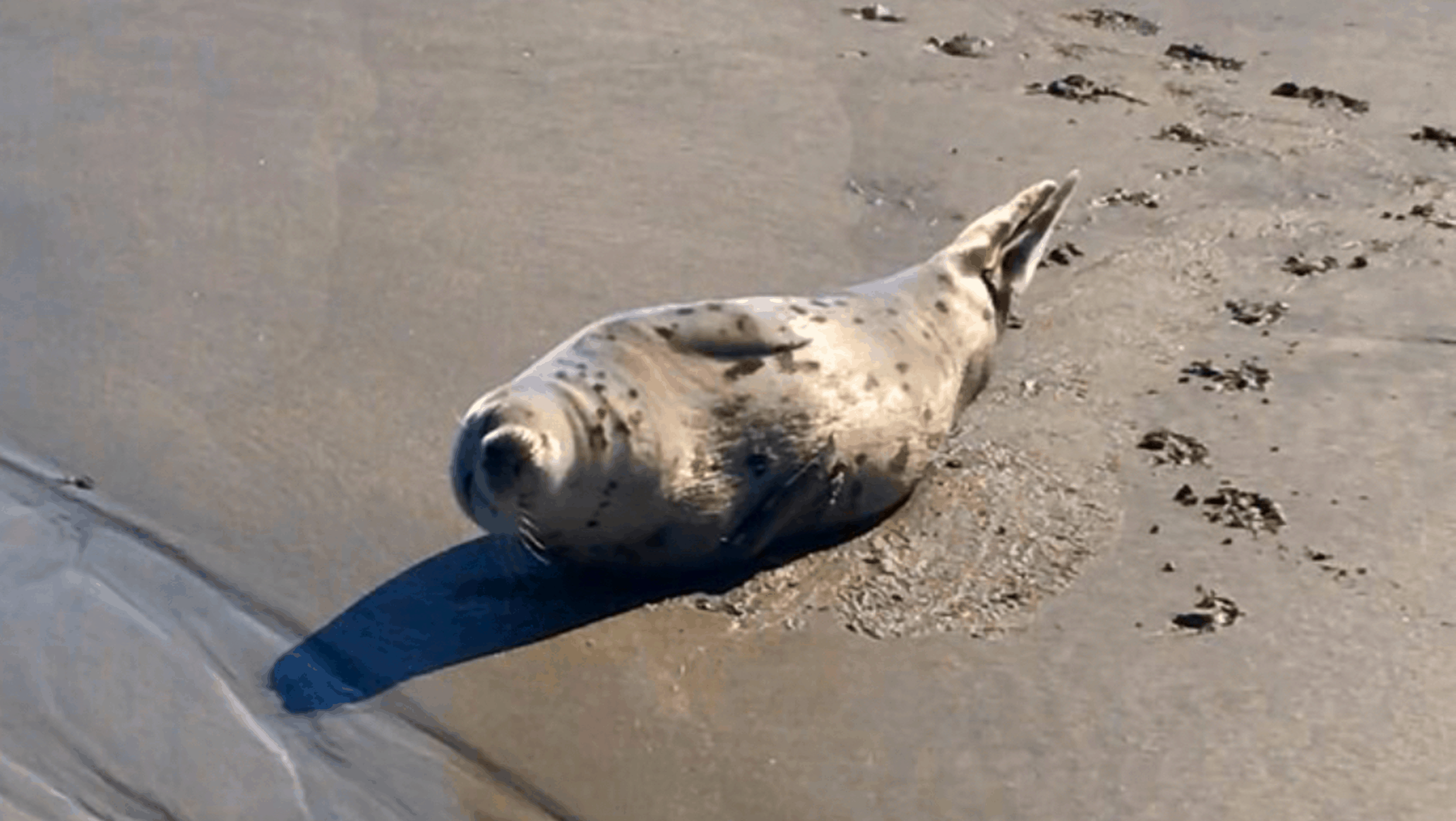 This Is Why We Are Seeing Many Seals On The NJ Beaches