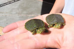 Keep An Eye Out For Baby Turtles