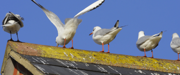 Getting Pooped On Via Seagulls Proven To Give You Luck