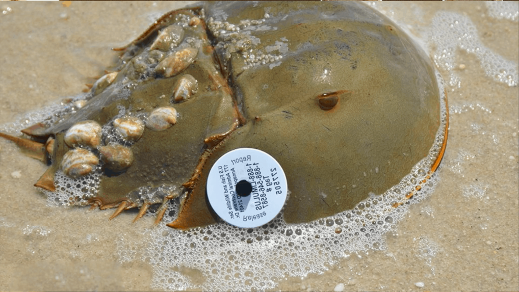 Why Do Some Horseshoe Crabs Have A White Badge? - Wildwood Video Archive