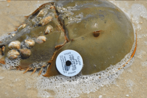 Why Do Some Horseshoe Crabs Have A White Badge?