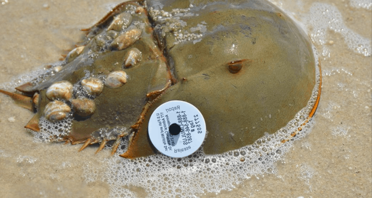 Why Do Some Horseshoe Crabs Have A White Badge?
