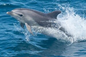 Why You See So Many Dolphins At The Jersey Shore