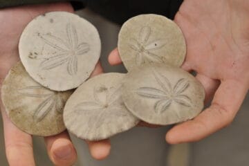 Where To Find Wildwood Sand Dollars?!