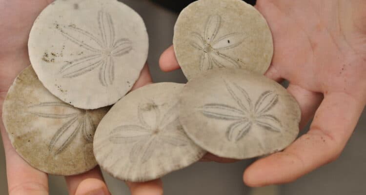 Where To Find Wildwood Sand Dollars?!