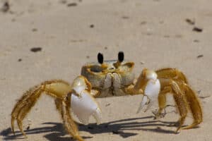 Why Are There Ghost Crabs In Wildwood Crest?