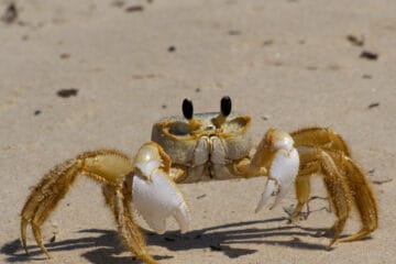 Why Are There Ghost Crabs In Wildwood Crest?